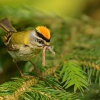 Kralicek ohnivy - Regulus ignicapilla - Firecrest 5061